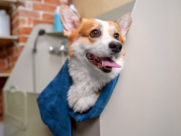 Pembroke Welsh Corgi